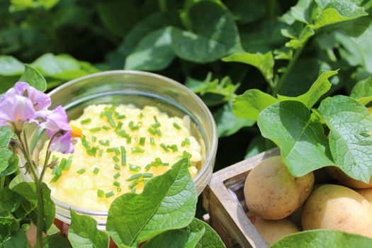 The picture shows potato salad and potatoes in a potato field