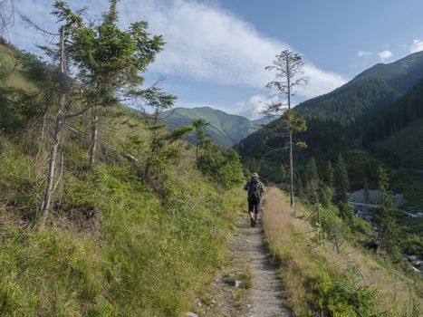 Men hiker with hat and backpack hiking on path from Ziarska dolina. Lush green grass, spruce trees and montain peaks. Western Tatras mountains, Rohace Slovakia, summer sunny day, blue sky background.