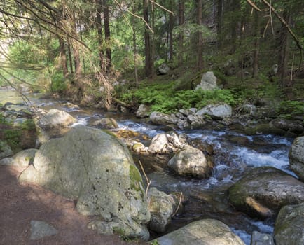 summer mountain stream Smrecianka creek with stones and boulders, moss, fern and trees in Western Tatras mountains, Rohace Slovakia.