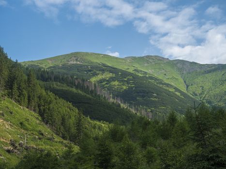 Beautiful mountain landscape with lush green grass, spruce trees, dwarf scrub pine and bald mountain peaks. Ziarska dolina, Western Tatras mountains, Rohace Slovakia, summer sunny day, blue sky background.