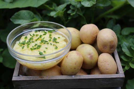 The picture shows potato salad and potatoes in a potato field