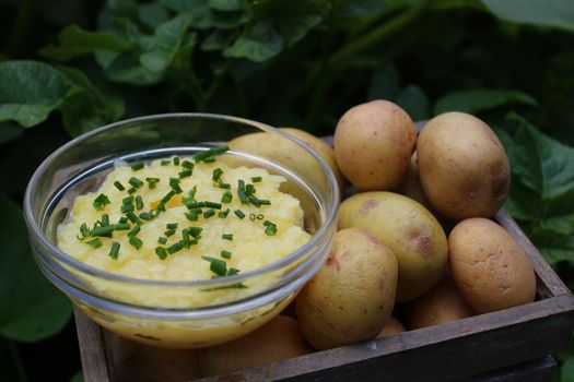 The picture shows potato salad and potatoes in a potato field