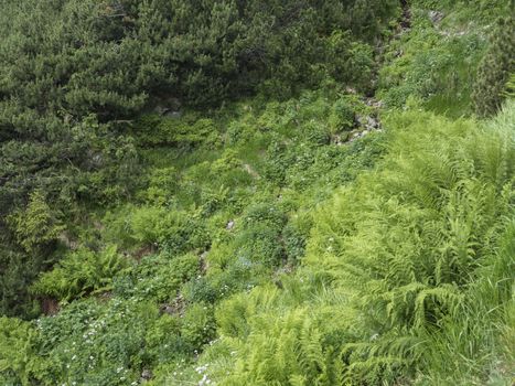 Beautiful green fern leaves and blooming forget-me-not flowers, green foliage natural floral fern background in mountain stream.