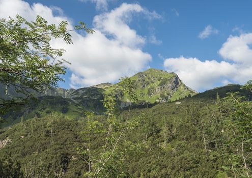 Beautiful mountain landscape with rowen and spruce trees, dwarf scrub pine and sharp green grassy mountain peak. Western Tatras mountains, Rohace Slovakia, summer sunny day, blue sky white clouds background.