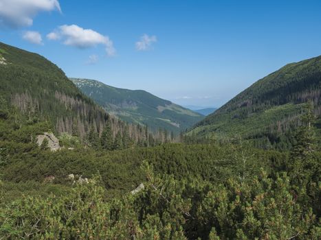 Beautiful mountain valley Smutna dolina with spruce tree forest, dwarf scrub pine and green mountain peaks. Western Tatras mountains, Rohace Slovakia, summer, blue sky background.