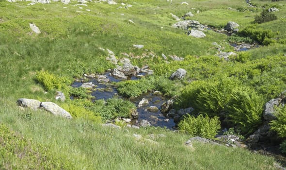 Beautiful mountain stream cascade flows between lush green grass, moss, fern leaves and yellow flowers, Western Tatras mountains, Rohace Slovakia, summer.