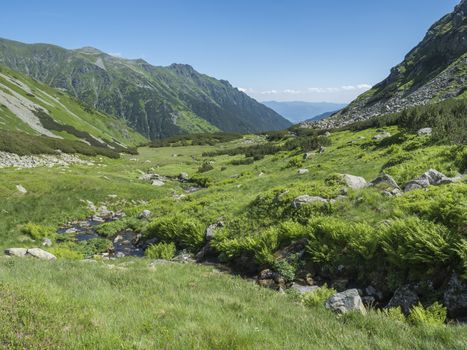 Beautiful mountain stream cascade flows between lush green fern leaves and yellow flowers, spruce tree forest and green moutain peaks in background. Western Tatras mountains, Rohace Slovakia, summer.