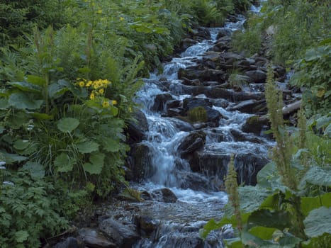 Beautiful mountain stream cascade flows between lush green grass, moss, fern leaves and yellow flowers, Western Tatras mountains, Rohace Slovakia, summer.