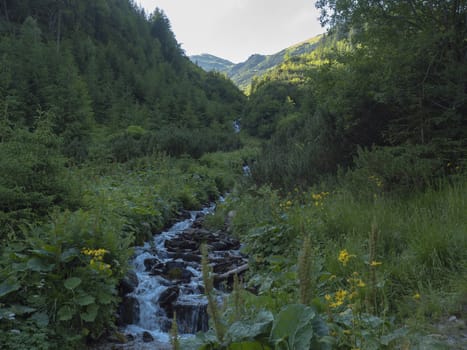 Beautiful mountain stream cascade flows between lush green fern leaves and yellow flowers, spruce tree forest and green moutain peaks in background. Western Tatras mountains, Rohace Slovakia, summer.