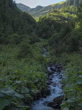 Beautiful mountain stream cascade flows between lush green fern leaves and yellow flowers, spruce tree forest and green moutain peaks in background. Western Tatras mountains, Rohace Slovakia, summer.