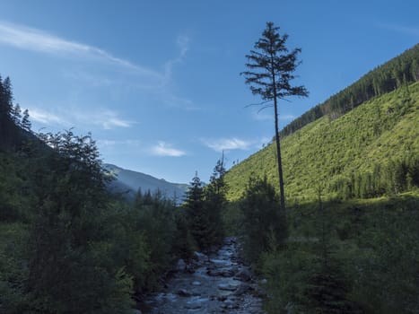 Beautiful mountain stream cascade flows between lush green fern leaves and yellow flowers, spruce tree forest and green moutain peaks in background. Western Tatras mountains, Rohace Slovakia, summer.