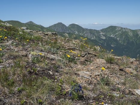 Mountain meadow of Western Tatras mountains Rohace with dandelion and Gentiana alpine flower and view on ostry rohac two peaks from hiking trail on Baranec. Sharp green grassy rocky mountain. Summer blue sky.