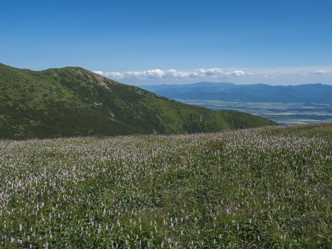 view on valley of Liptov valley from hiking trail on meadow with blooming pink Plantago flowers, Western Tatra mountains or Rohace. Summer blue sky background.