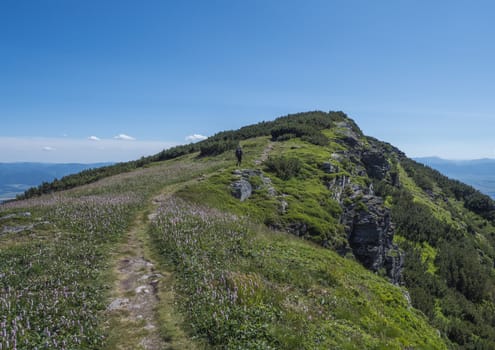 Mountain landscape of Western Tatra mountains or Rohace with man hiker with backpack at hiking trail on ridge on meadow with blooming pink Plantago flowers. Sharp green grassy rocky mountain peaks. Summer blue sky background.