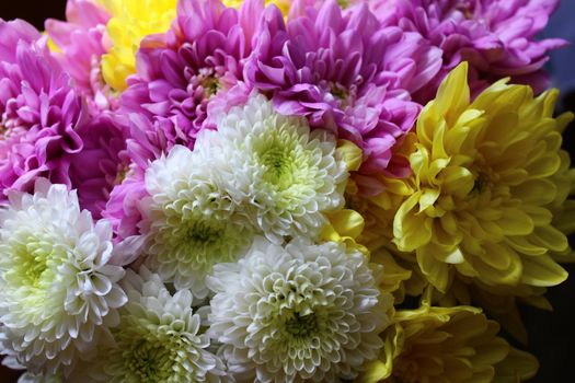 The picture shows colorful crysanthemum in the garden