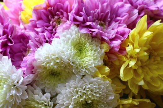 The picture shows colorful crysanthemum in the garden