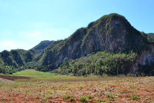 Agriculture, nature and ladscape in Vinales, Cuba. Travel and tourism.