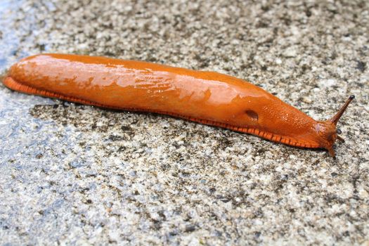 The picture shows a red snail on a wet stone floor