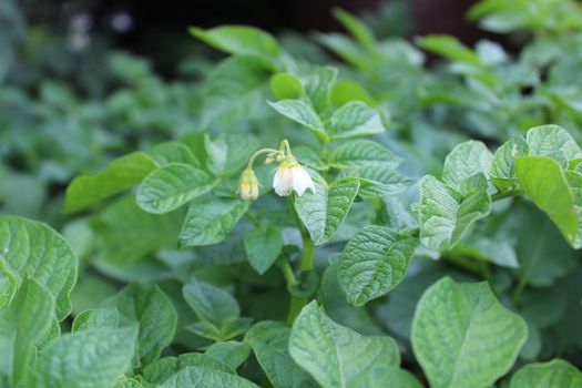 The picture shows many potato plants in the garden