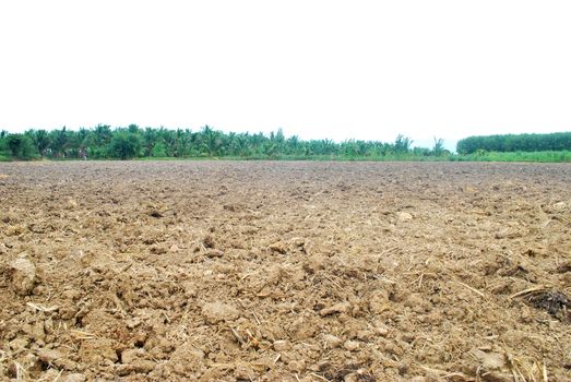 Plowing sugarcane fields until the soil is very harsh.