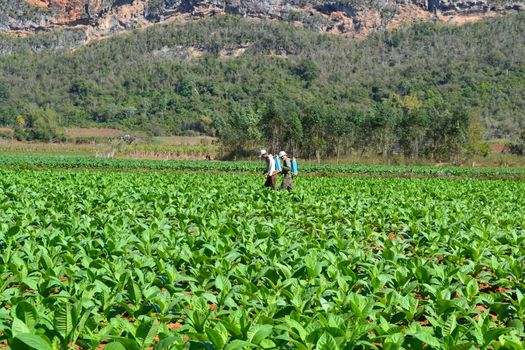 Vinales, Cuba, February 2011: Cuban farmers spraying pesticide on a tobacco field in Vinales