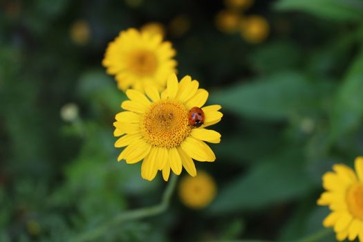 The picture shows a ladybird on a yellow flower