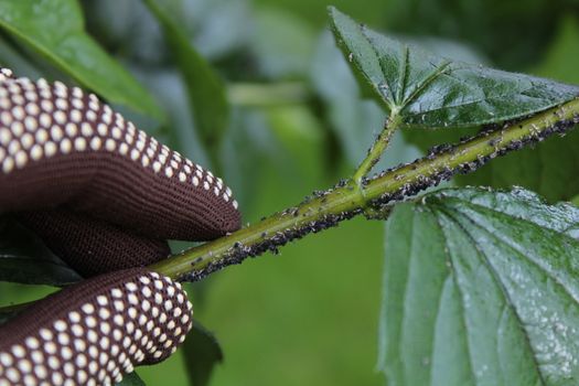 The picture shows many aphids in the garden