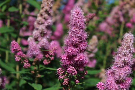 The picture shows blossoming bridewort in the garden