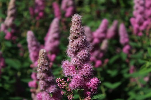 The picture shows blossoming bridewort in the garden