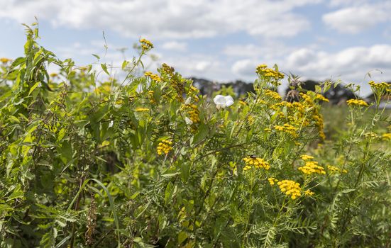 Yellow and white wild flowers growing in the netherlands with blue sky and clouds as background