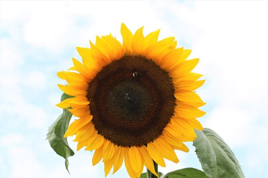 Sunflower with green leaves against a light background