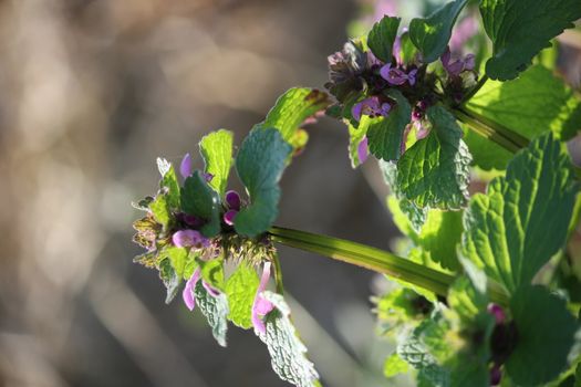 Purple dead-nettle blossom clour purple in springtime