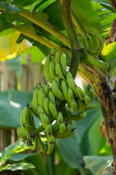 Big bunch of fresh green bananas on tree in Vietnam. High quality photo