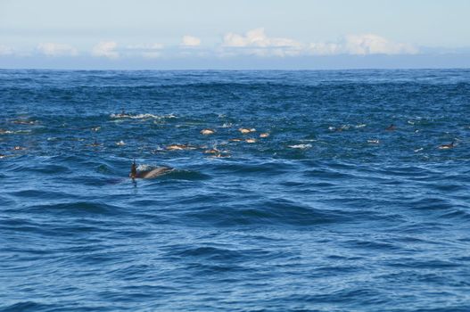 A school of dolphins near hermanus in the indian ocean