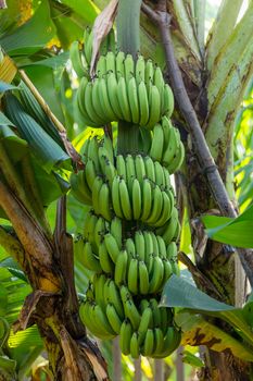 Big bunch of fresh green bananas on tree in Vietnam. High quality photo