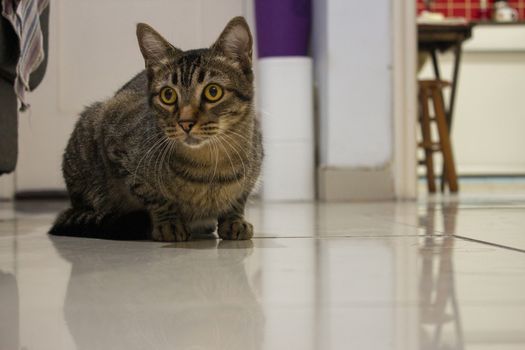 Cat sitting on a white shinning floor of a living room