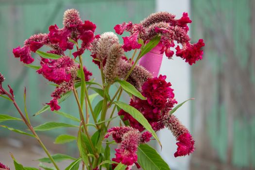 Celosia argentea flower, full of new flowers