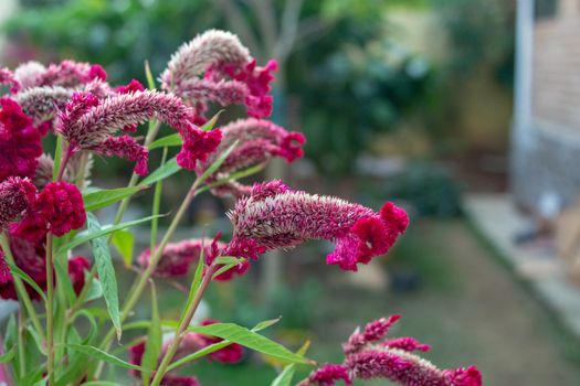 Celosia argentea flower, full of new flowers