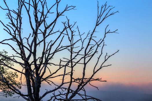 dry thin three branches on gradient morning sky background.
