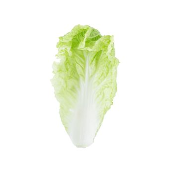 fresh chinese cabbage isolated on a white background.