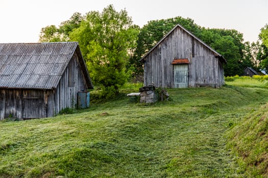 old wooden barns on yard with mowed lawn at summer evening.