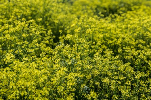wild yellow colza blossom with selective focus and boke blur.