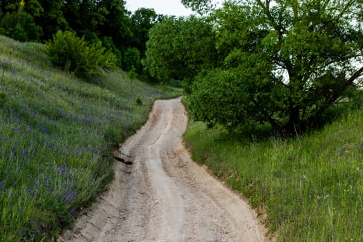 dry summer dirt road on green hill wtih tree closeup with selective focus.