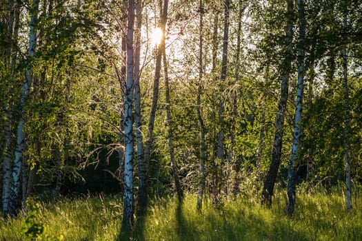 spider web on birch trees at summer evening in forest with selective focus.