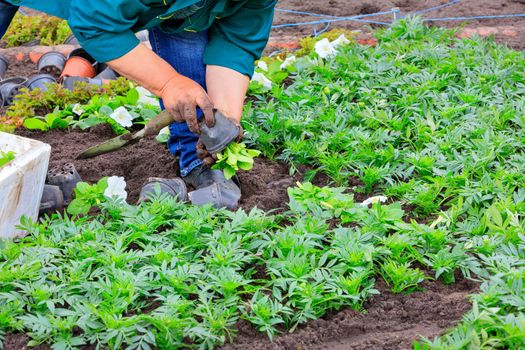 Using a scoop, the farmer plants seedlings of flowers in the flowerbed, pulling them out of small plastic pots and planting them in the ground.