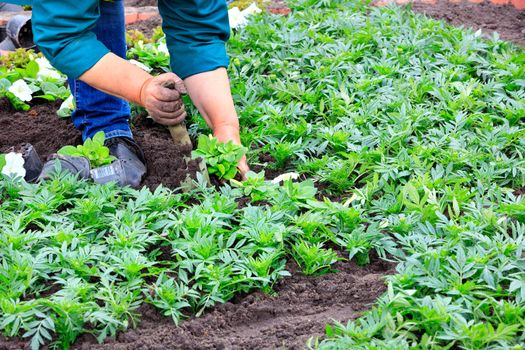 Using a scoop, a farmer plants a flowerbed with his own hands and removes weeds from the soil in the garden on a clear spring day.