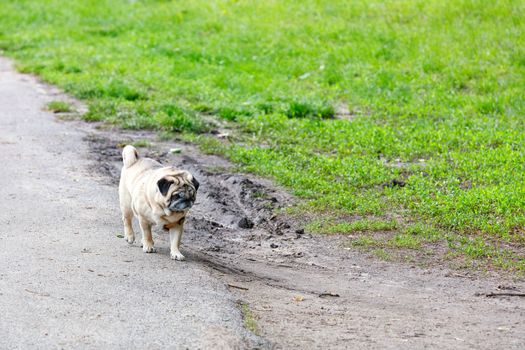 A sad pug walks along the edge of a country road amid a green grass lawn.