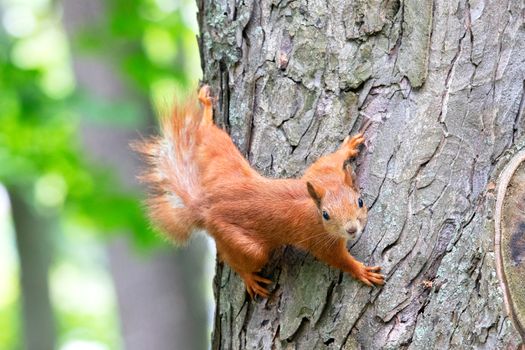 Orange fluffy squirrel carefully looks forward, clinging with sharp claws on its paws to the trunk of a tree, selective focus.