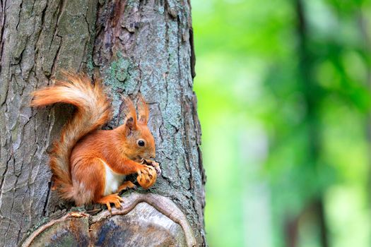 An orange fluffy squirrel sits on a tree and happily nibbles a nut, copy space.