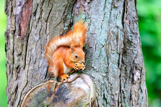 An orange fluffy squirrel sits on a tree in the forest and aggressively nibbles a nut, copy space.